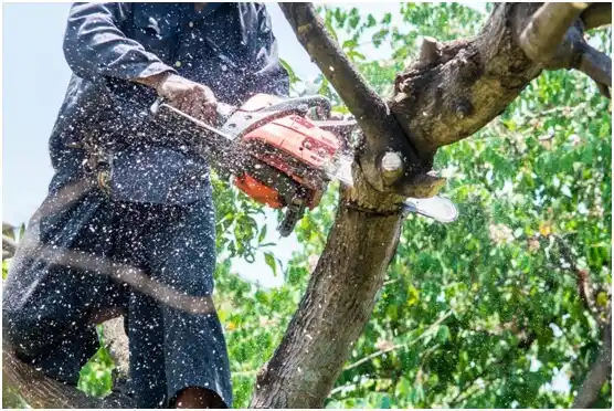 tree services Kersey